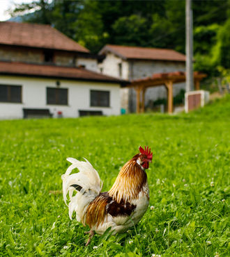 Agriturismo