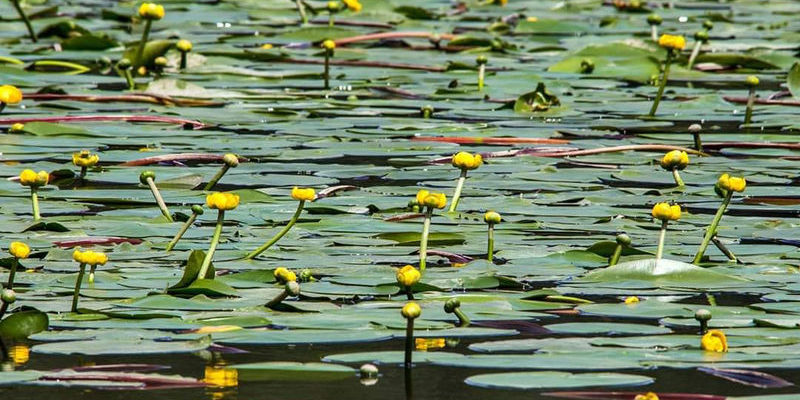 Tesi universitaria Alte Valli