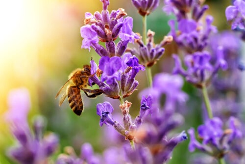 flores-que-atraen-abejas-lavanda