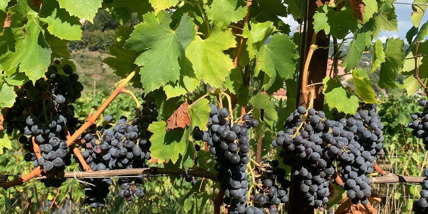 118785719_3191701150865382_9081320853121105777_o