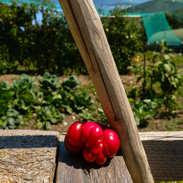 Prodotti agricoli Biologici Parma