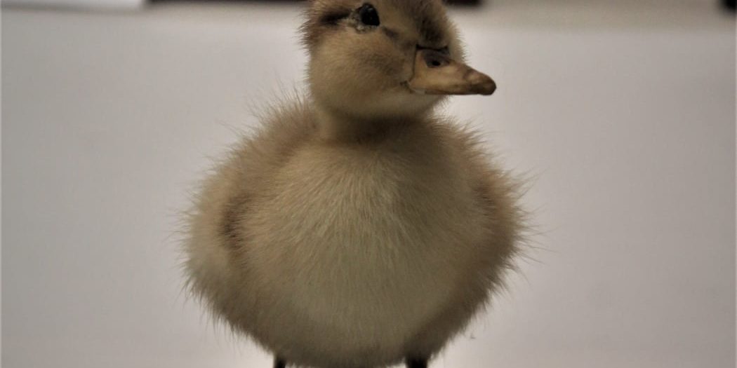 122790156_10158905916884282_4454478426817658257_o