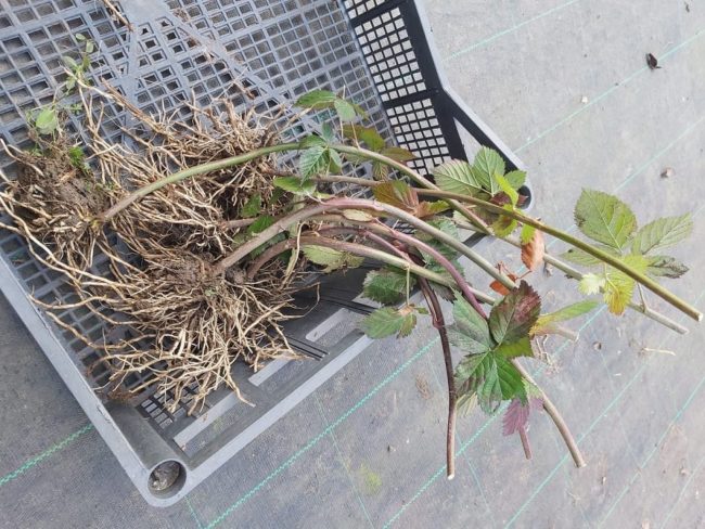 274875074_2988073644856158_1502864645397128543_n